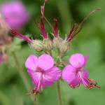 Geranium_macrorrhizum_flowers