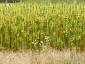 Hemp_Crop_in_Peasenhall_Road,_Walpole_-_geograph.org.uk_-_1470339