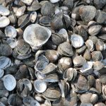 Musselskal